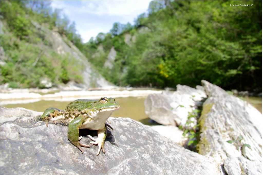 Perle di biodiversit romagnole...e un intruso